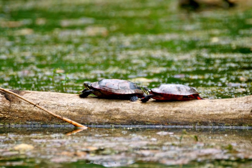 Pair of Northern Red-bellied Cooter  Turtles (Pseudemys rubriventris)  basking on a log