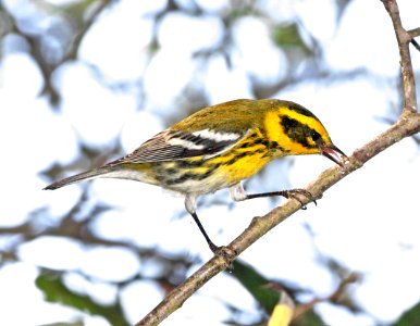840 - TOWNSEND'S WARBLER (10-22-07) oceano , slo co, ca  (2)