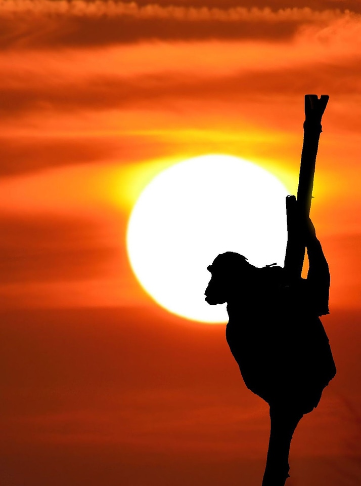 Monkey sunset nature