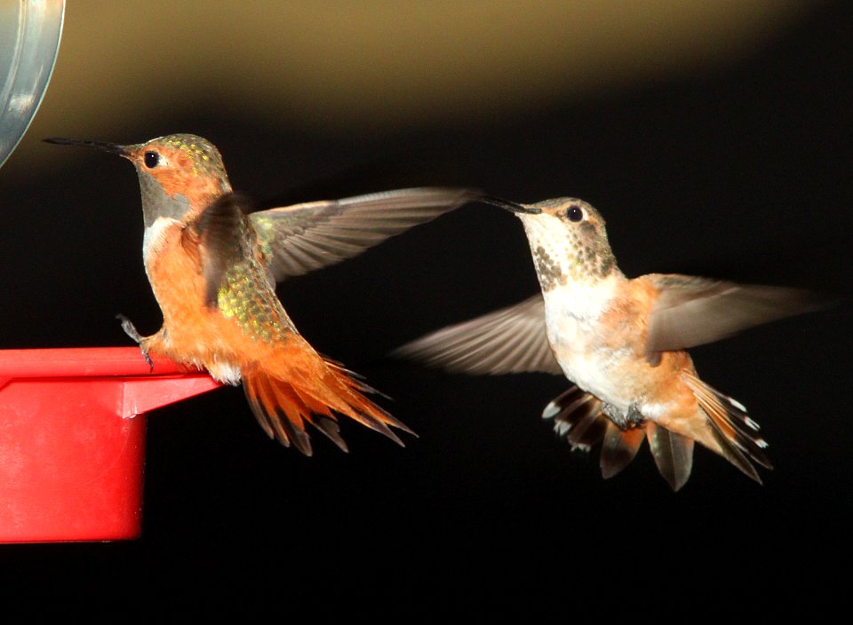 505 - ALLEN'S HUMMINGBIRD (7-13-11) 78 circulo montana, patagonia lake ranch estates, scc, az - (5)