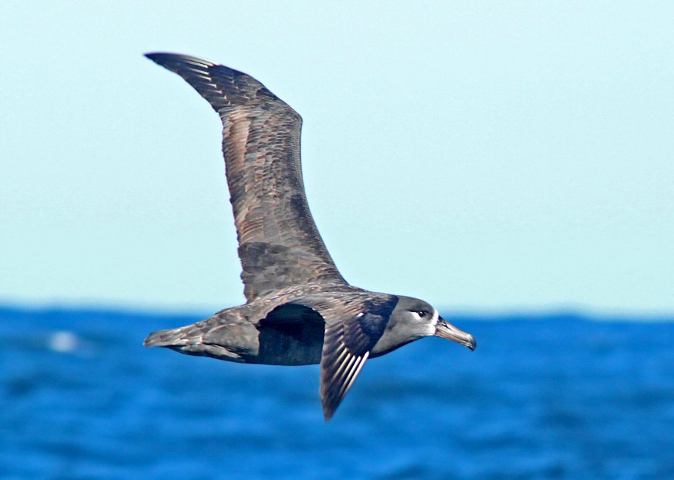 109 - BLACK-FOOTED ALBATROSS (11-15-09) santa barbara co, ca  (3)