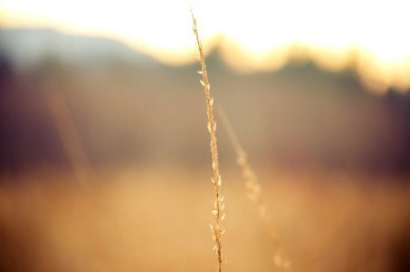 Golden Grass