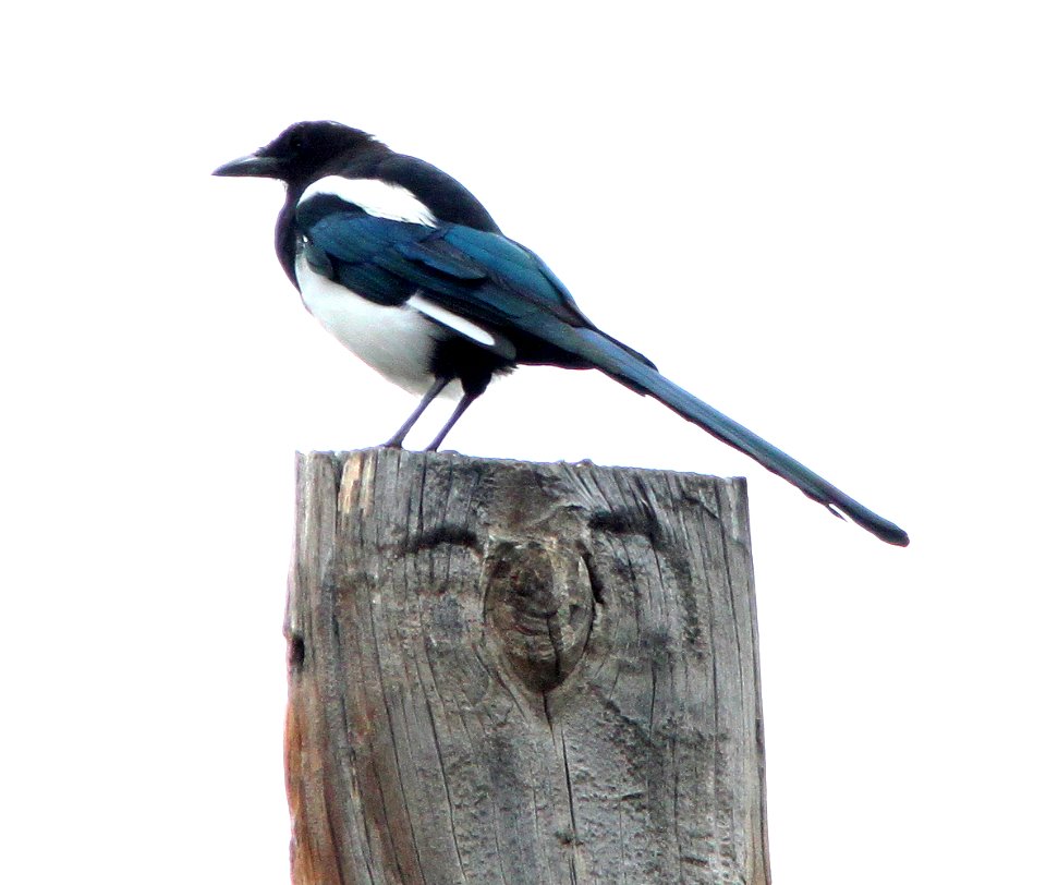 645 - BLACK-BILLED MAGPIE (8-20-12) just east of wolf creek pass, co  (1)