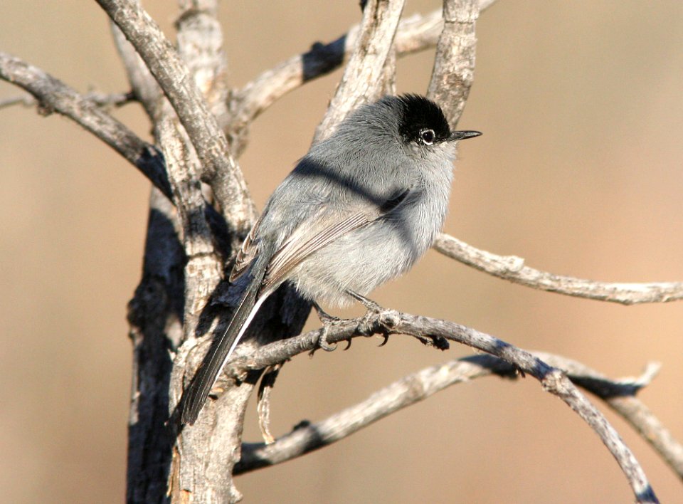 703 - BLACK-TAILED GNATCATCHER (3-7-08) agua caliente cyn, santa rita mts, az - (1) - Copy