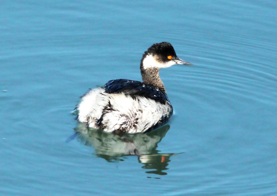 099 - EARED GREBE (3-23-10) morro bay, sloco, ca (1)