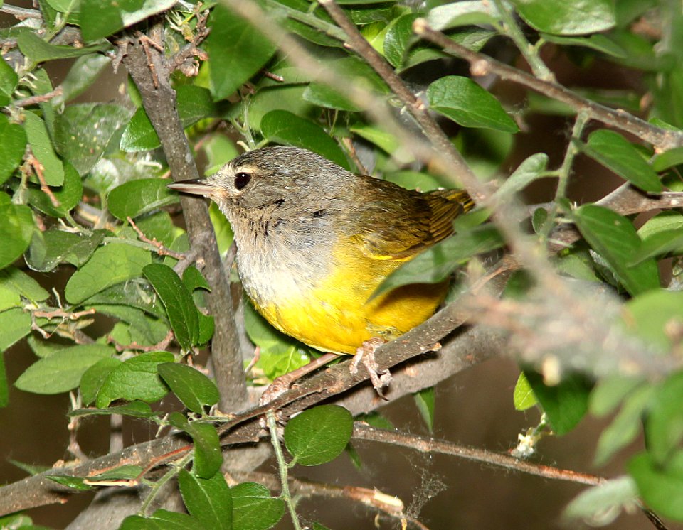 815 - MACGILLIVRAY'S WARBLER (5-10-11) patagonia lake, scc, az -01