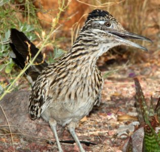 446 - GREATER ROADRUNNER (7-2-12) 78 circulo montana, patagonia lake ranch estates, scc, az - (3)