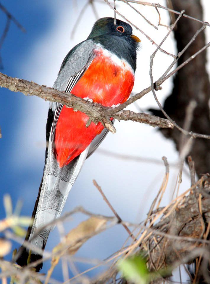 514 - ELEGANT TROGON (5-11-13) temporal gulch, snta cruz co, az -02