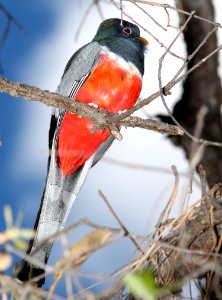 514 - ELEGANT TROGON (5-11-13) temporal gulch, snta cruz co, az -02