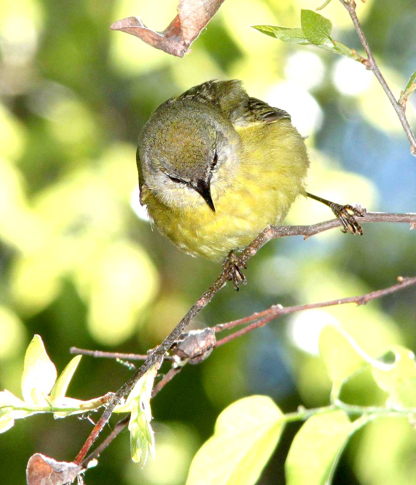 808 - ORANGE-CROWNED WARBLER (4-10-11) patagonia lake state park, scc, az - (1)