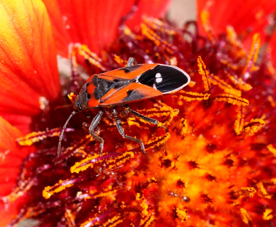 SMALL MILKWEED BUG (Lygaeus kalmii) (5-8-13) 78 circulo montana, patagonia lake ranch estates, scc, az (2)