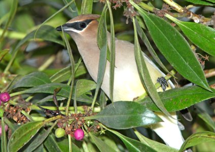 786 - CEDAR WAXWING (11-11-09) oceano, slo co, ca (6)