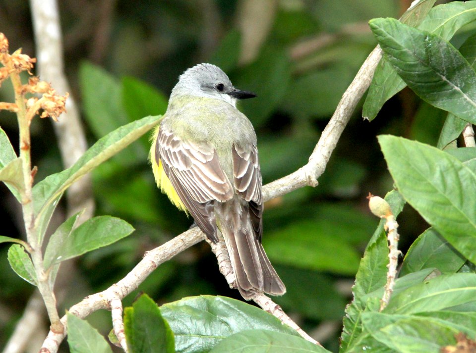 603 - COUCH'S KINGBIRD (2-1-10) estero llano grande, weslaco, tx