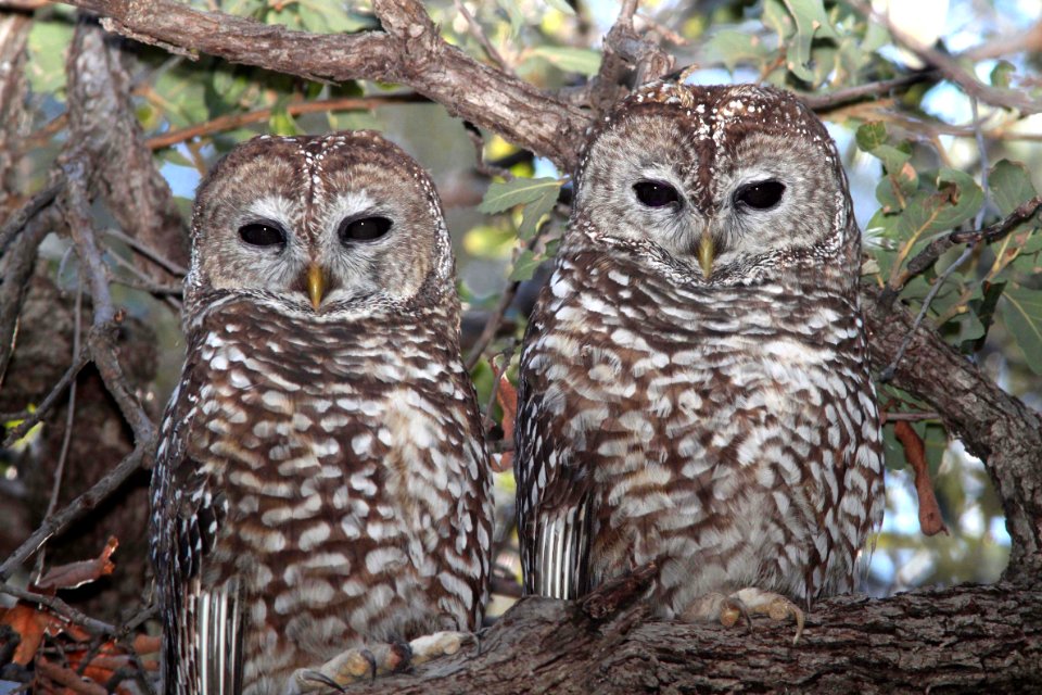 463 - SPOTTED OWL (1-29-12) s fork sycamore cyn east, scc, az - (4)
