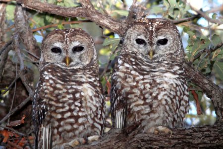 463 - SPOTTED OWL (1-29-12) s fork sycamore cyn east, scc, az - (4)