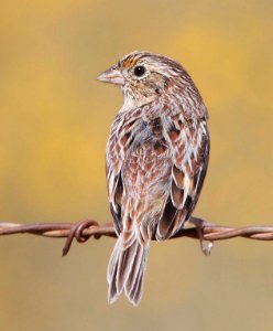 884 - GRASSHOPPER SPARROW (10-10-10) san rafael grasslands, scc, az  (3)