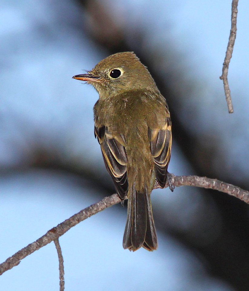 584 - CORDILLERAN FLYCATCHER (9-4-11) upper humbolt cyn, scc, az