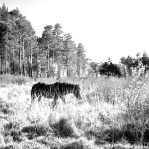 RAF Beaulieu And New Forest