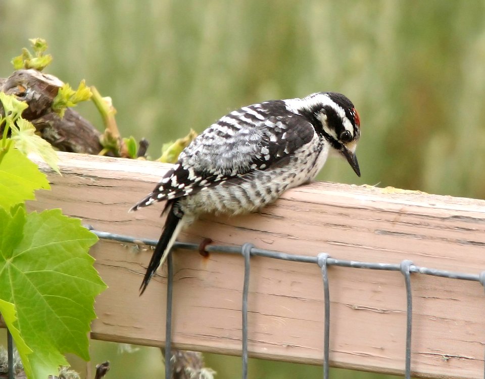 534 - NUTTALL'S WOODPECKER (5-20-08) juv, canet rd, slo co, ca