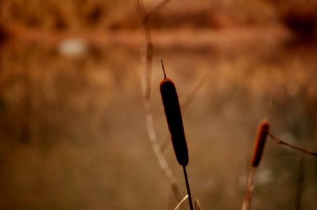 Bullrush