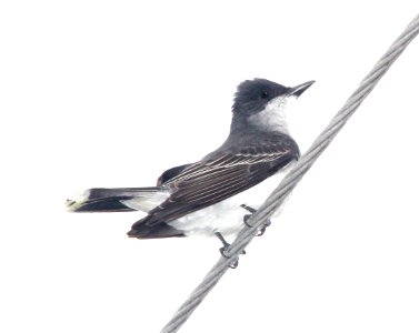 607 - EASTERN KINGBIRD (3-23-13) cameron, la  (2)