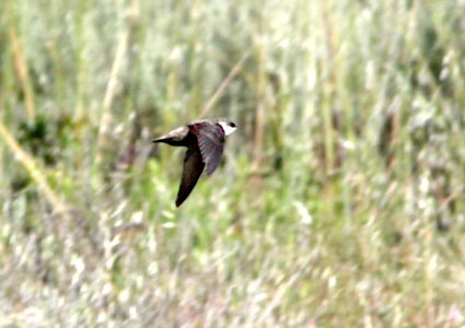 485 - VAUX'S SWIFT (4-29-10) whalerock reservoir, slo co, ca  (4)