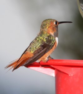 505 - ALLEN'S HUMMINGBIRD (7-25-11) 78 circulo montana, patagonia lake ranch estates, scc, az - (1)