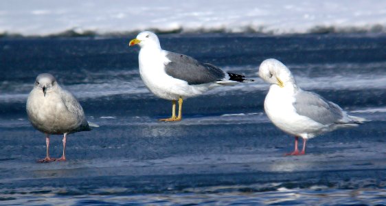 365 - YELLOW-LEGGED GULL (2-7-07) quidi vidi lake, st john's, newfoundland (1)