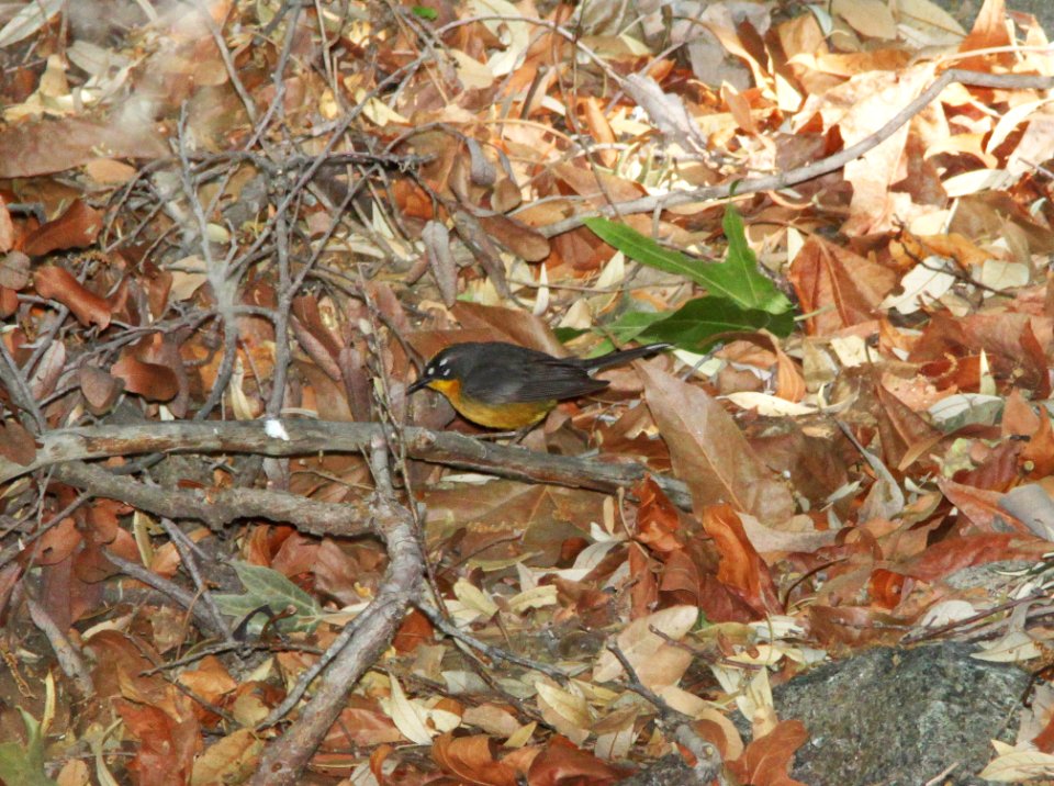 844 - FAN-TAILED WARBLER (5-25-11) madera cyn, scc, az - (4)