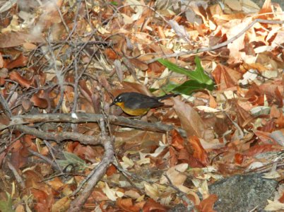 844 - FAN-TAILED WARBLER (5-25-11) madera cyn, scc, az - (4)