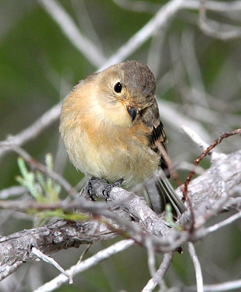 585 - BUFF-BREASTED FLYCATCHER (8-30-10) sawmill cyn, huachuca mts, az  (6)
