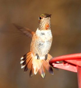 504 - RUFOUS-ALLEN'S HUMMINGBIRD (7-31-11)  imm fem, 78 circulo montana, patagonia lake ranch estates, scc, az - (5)