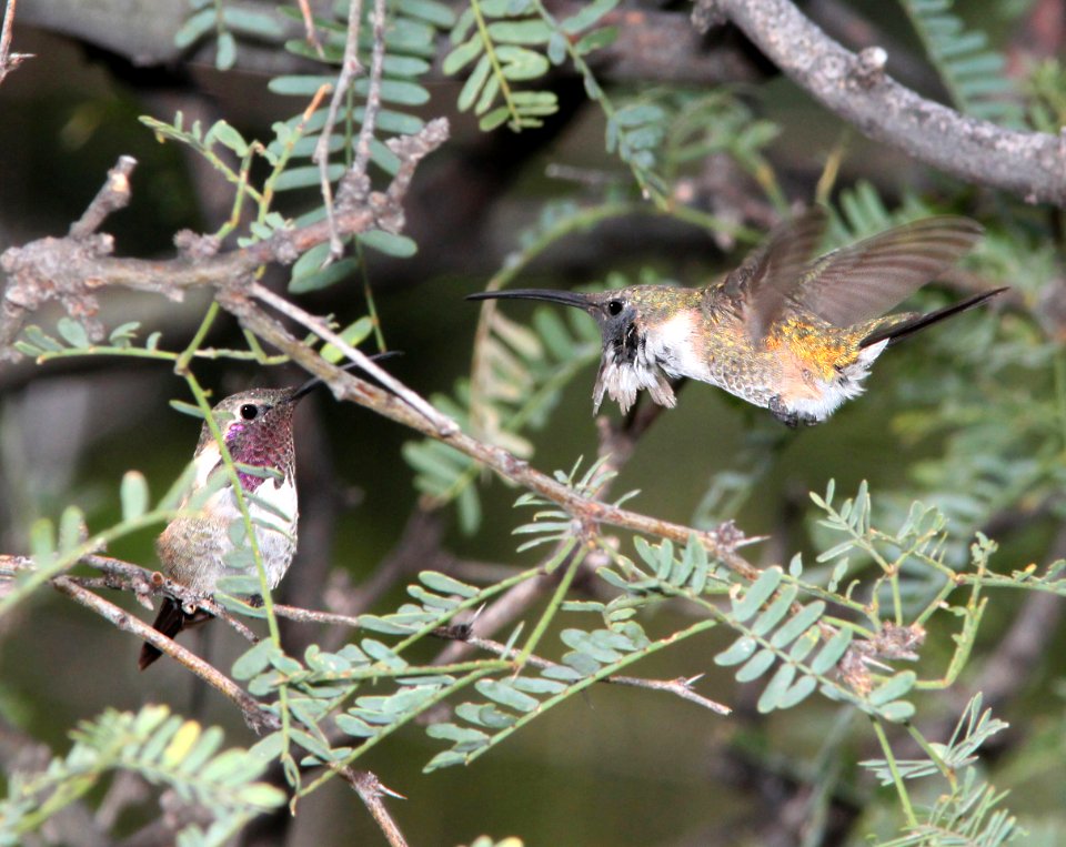 497 - LUCIFER'S HUMMINGBIRD (9-8-10) male, ash cyn b&b, sierra vista, az  (4)