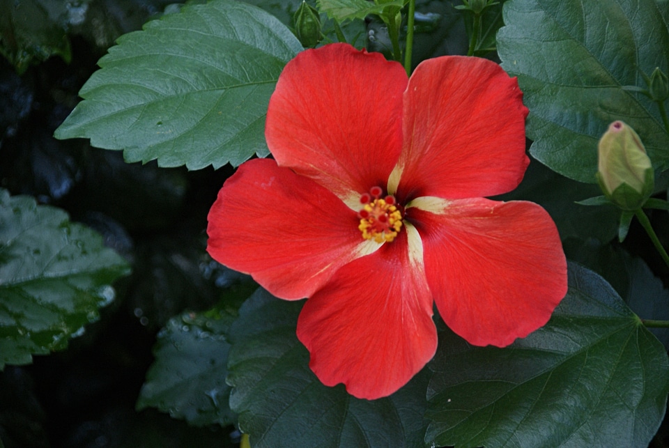 Nature floral tropical