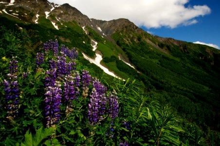 Wildflowers