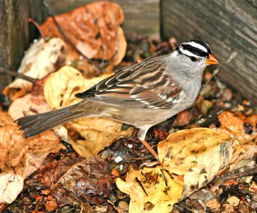 897 - WHITE-CROWNED SPARROW (11-11-06) canet rd, slo co, ca