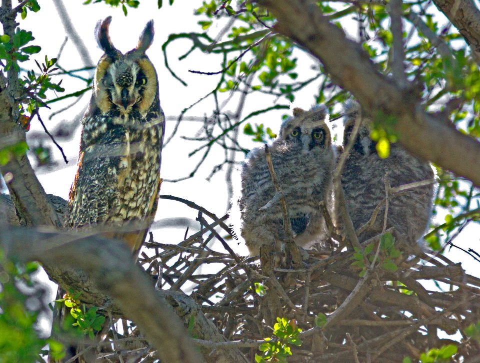 466 - LONG-EARED OWL  (4-20-09) cottonwood cyn, carrizo plain, slo co, ca