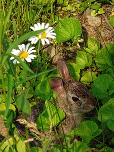 Bunny hare spring photo