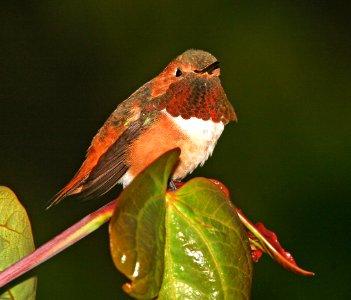 505 - ALLEN'S HUMMINGBIRD (7-6-07) canet rd, slo co, ca (6)