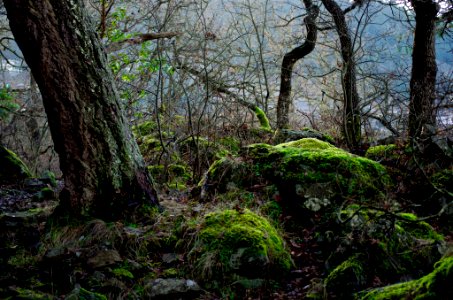 Where the moss lives