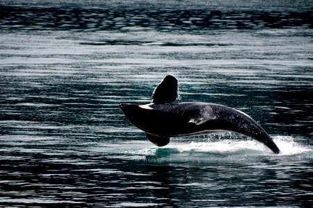 Orca photo