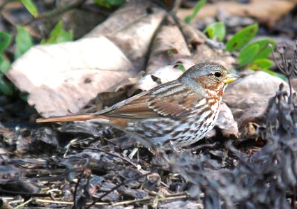 891 - RED FOX SPARROW (12-27-06) zaboria race, los osos, slo co, ca