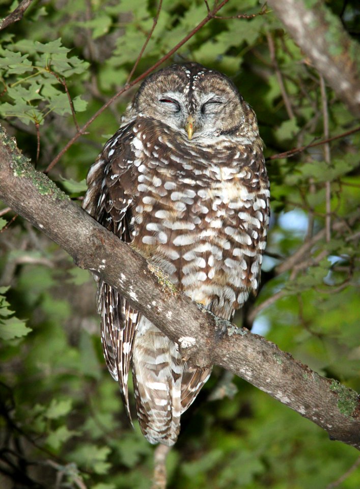 463 - SPOTTED OWL (8-31-10) miller cyn, huachuca mts, az  (1)