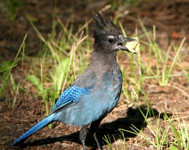 638 - STELLER'S JAY (7-29-08) nm