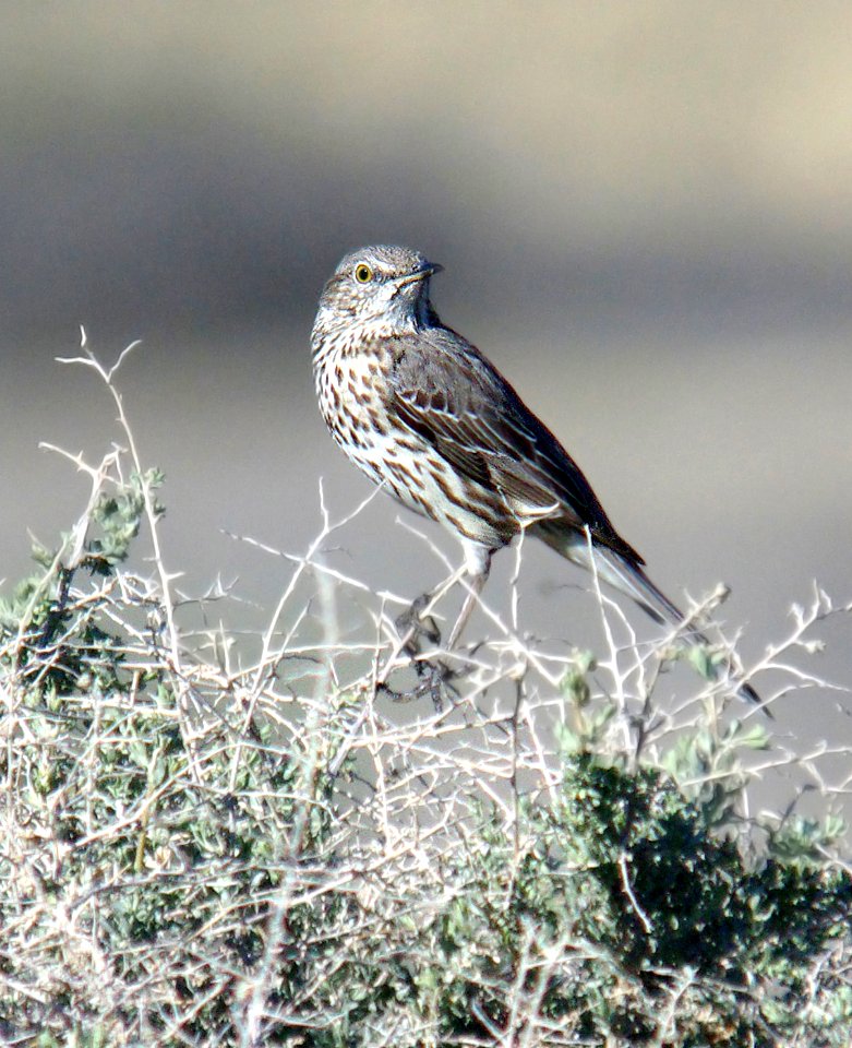 763 - SAGE THRASHER (3-30-07) carrizo plain, slo co, ca (2)