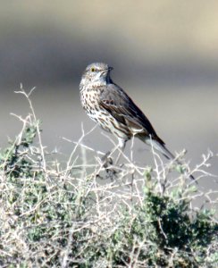 763 - SAGE THRASHER (3-30-07) carrizo plain, slo co, ca (2)