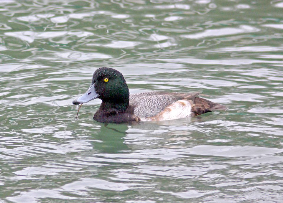 045 - GREATER SCAUP (1-5-08) morro bay, sloco, ca (1)