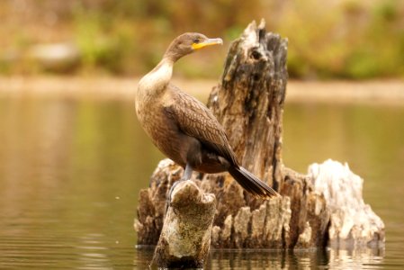 Double-crested Cormorant (Phalacrocorax auritus)  strategically posed on a stump- Boyds, Maryland