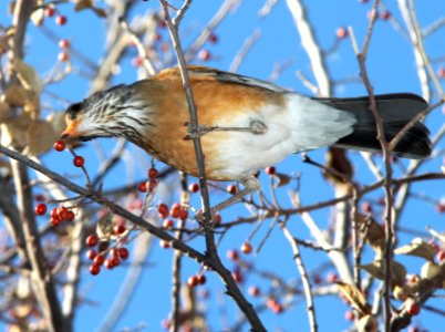 755 - RUFOUS-BACKED ROBIN (1-4-11) patagonia lake, scc, az - (2)