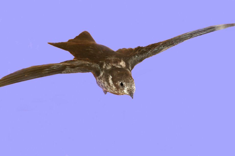 482 - BLACK SWIFT (8-2-08) ouray, co  (4)